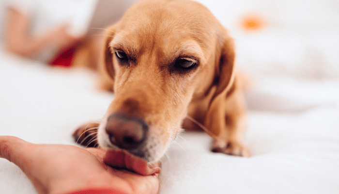 Chiot léchant sa mère