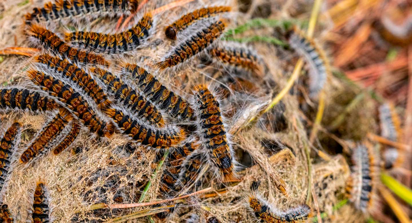 Chenille processionnaire isolée sur fond naturel