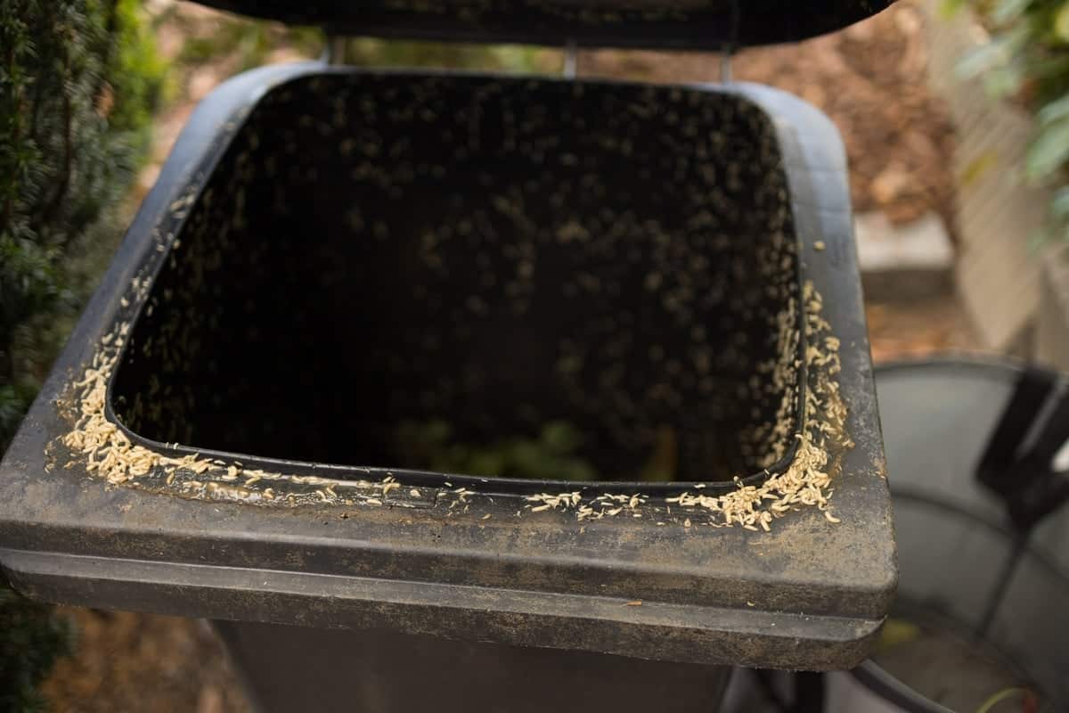 Mouche posée sur une poubelle