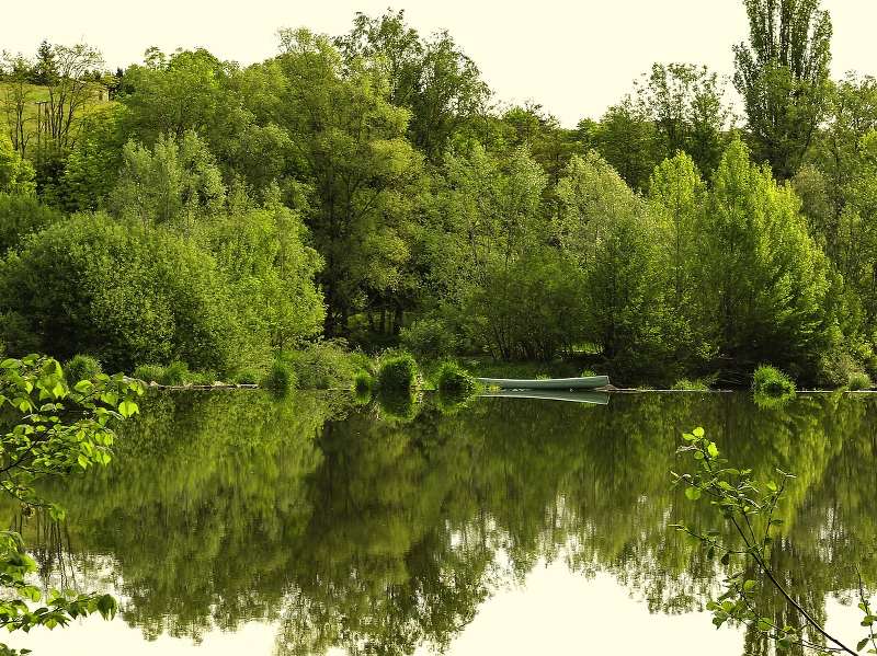 Rivière en forêt