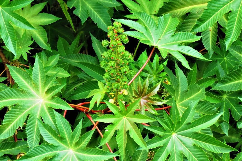 Personne massant son cuir chevelu avec des feuilles de ricin