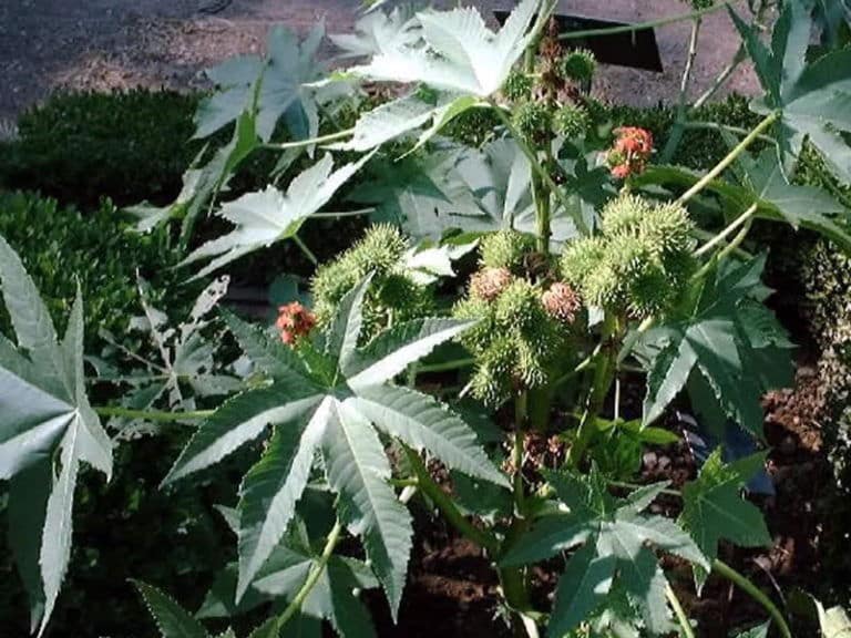 Application de feuilles de ricin sur la peau