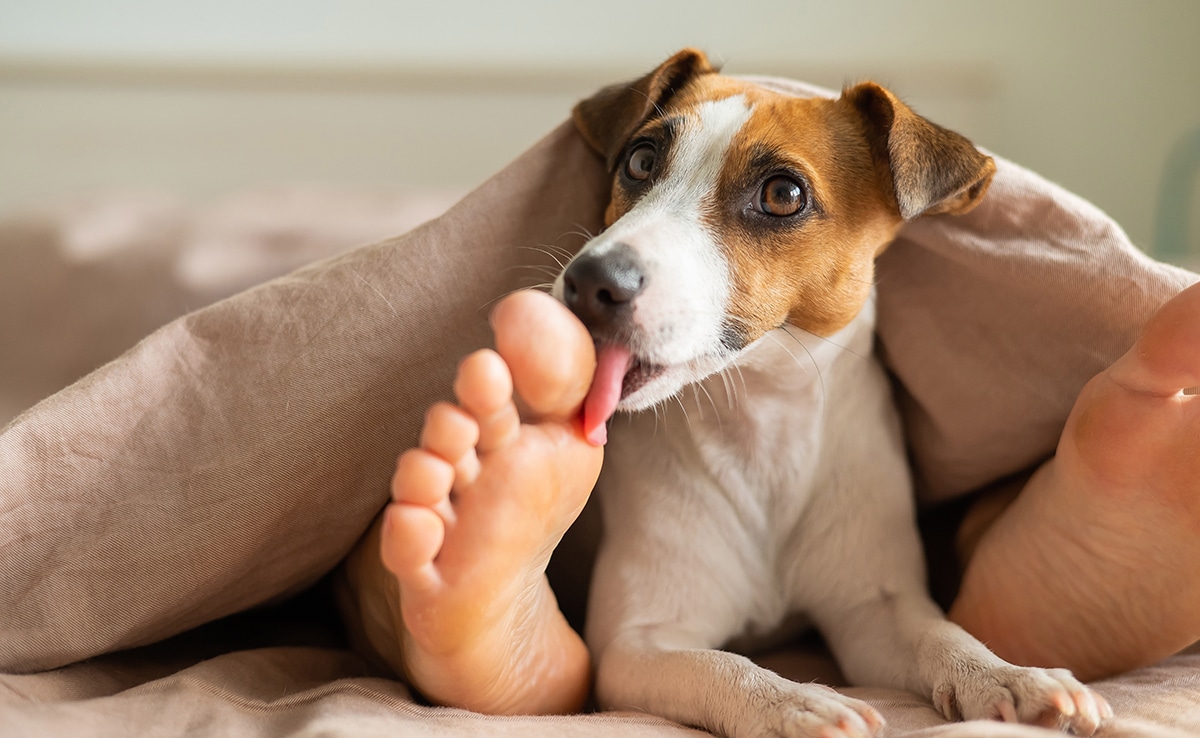 Chien léchant le pied de son maître