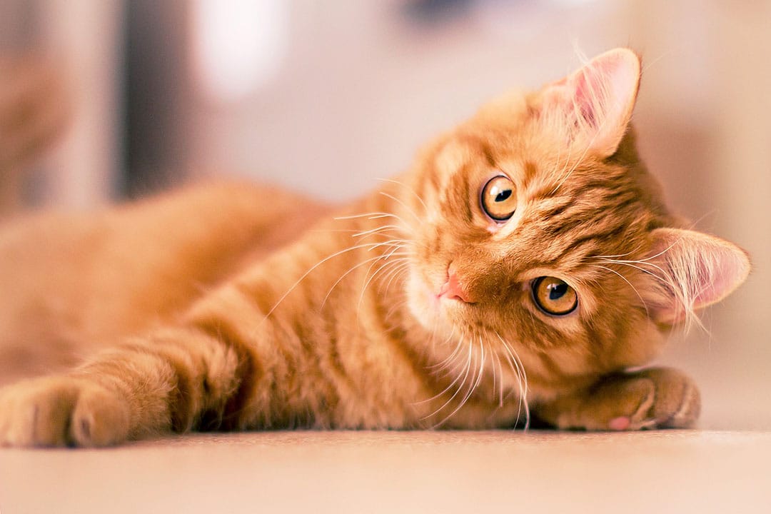 Chat roux joueur
