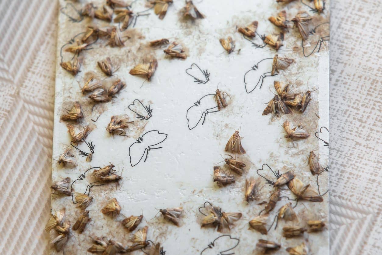 Piège anti-mites alimentaires