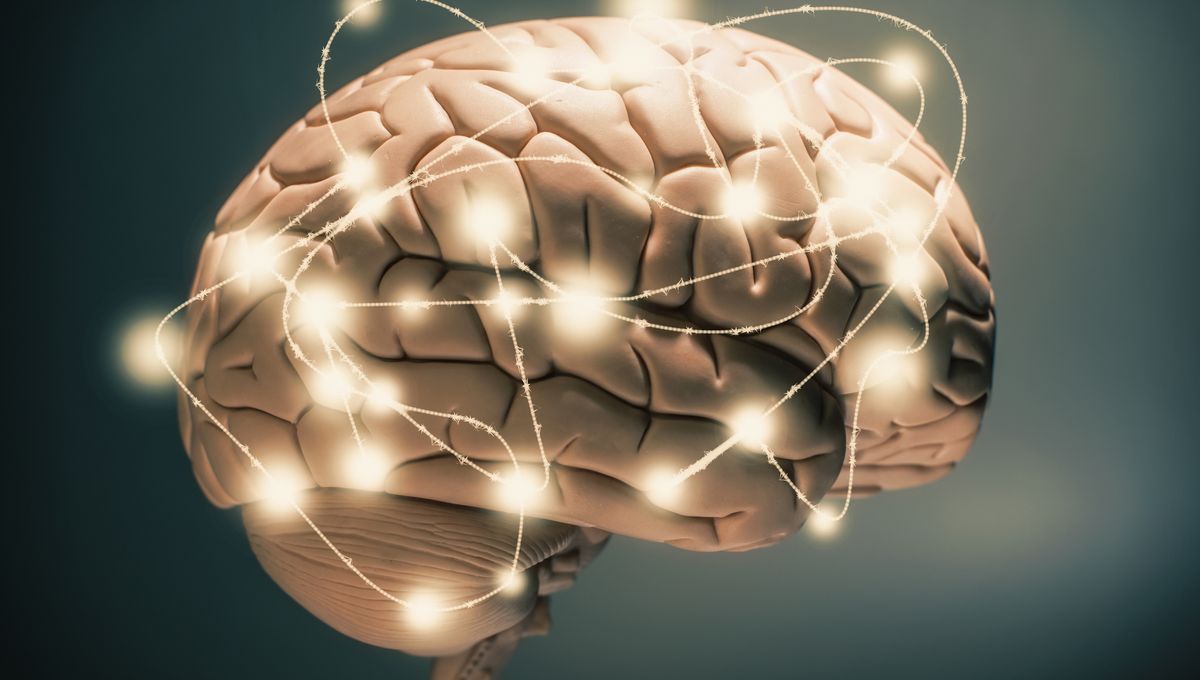 Cerveau en activité