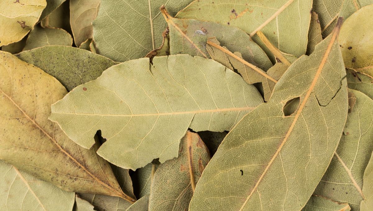 Feuilles de laurier comme répulsif naturel
