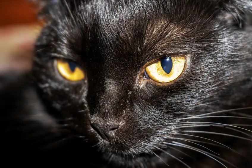 Chat méditatif au soleil