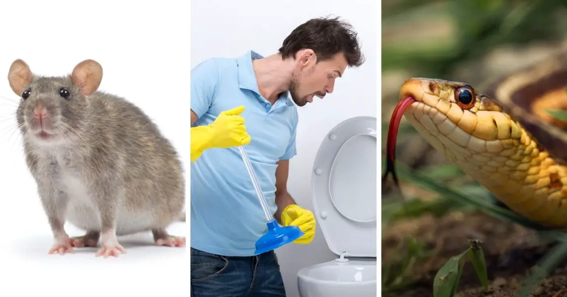 Animaux dans les tuyaux