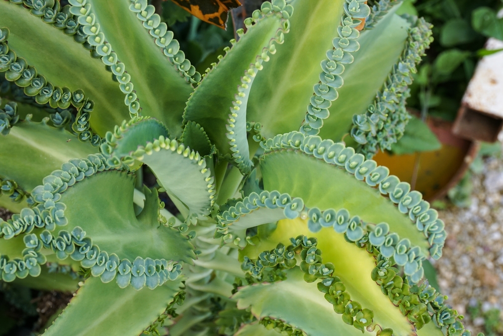 Plante de kalanchoé en pot