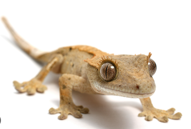 Gecko observant avec intensité
