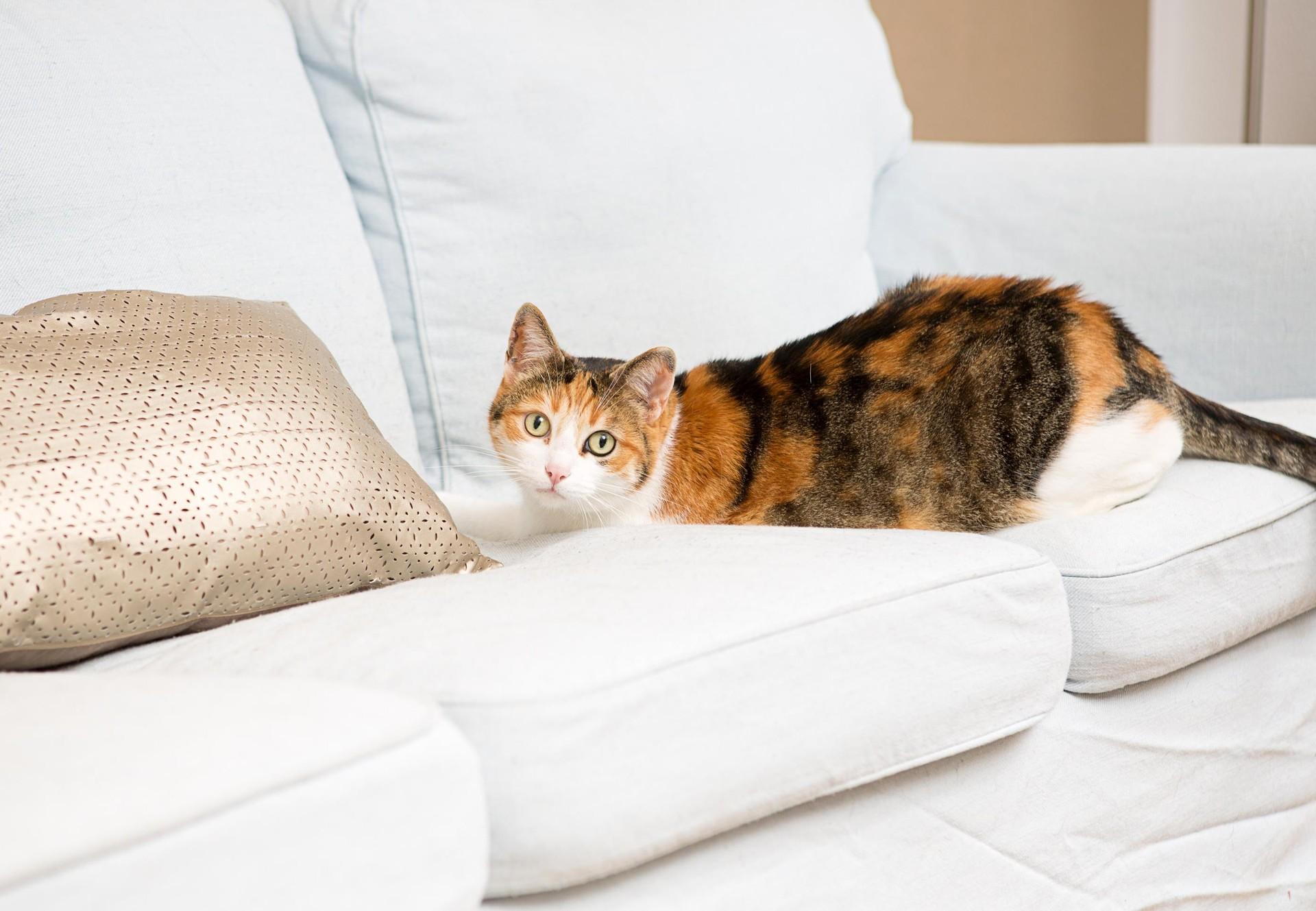 Chat adulte à la posture vigilante