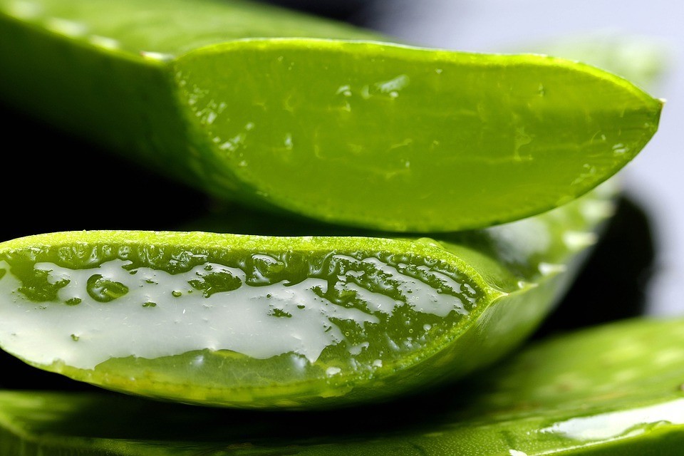 Plante d'aloe vera en gros plan
