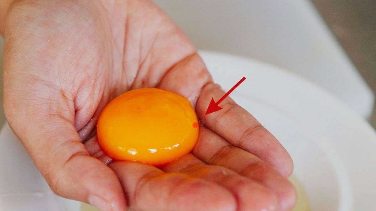 Œuf cassé montrant un petit point rouge dans le jaune