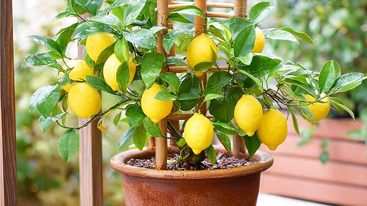 Citronnier en pot sur un balcon
