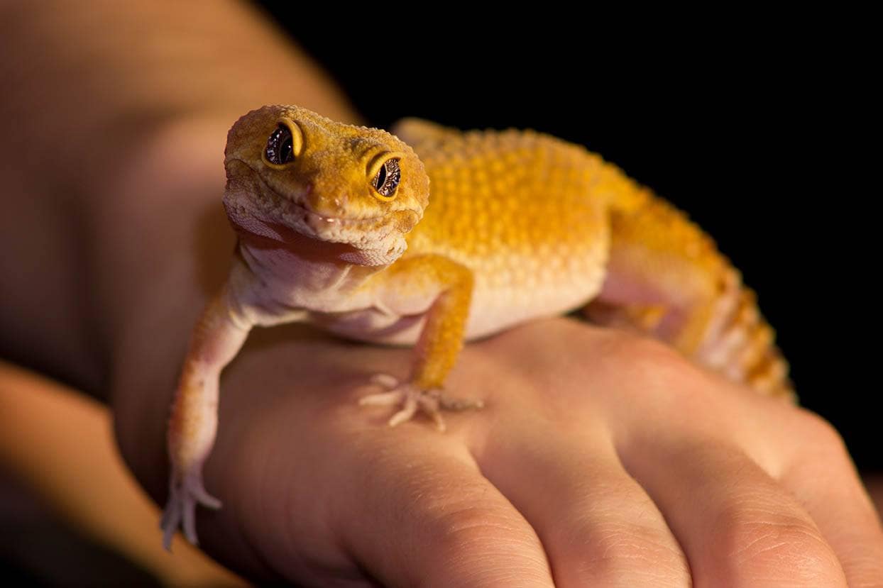 Gecko léopard dans une main