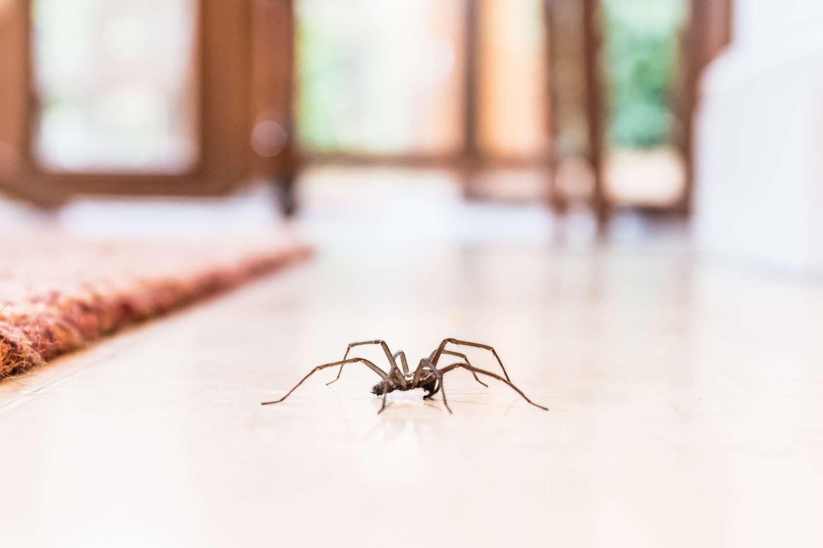 Araignée dans une maison