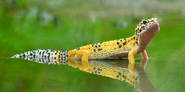Fiche pratique sur les geckos