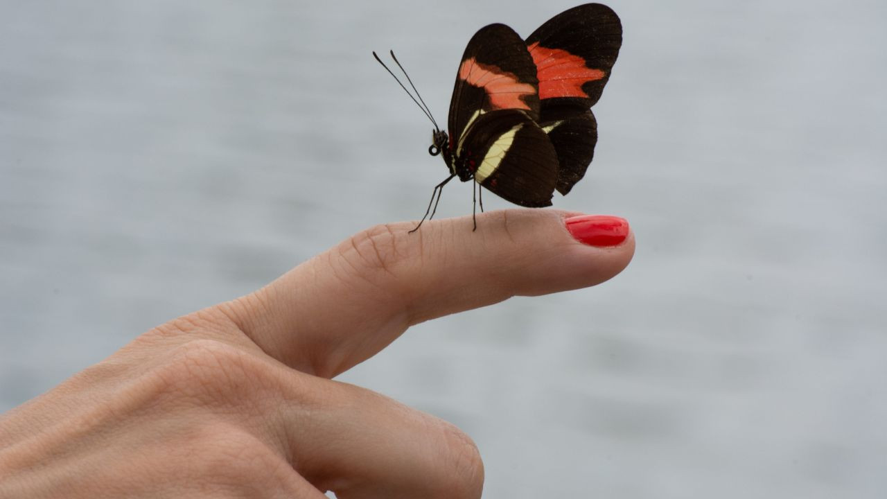 Papillon posé sur une main