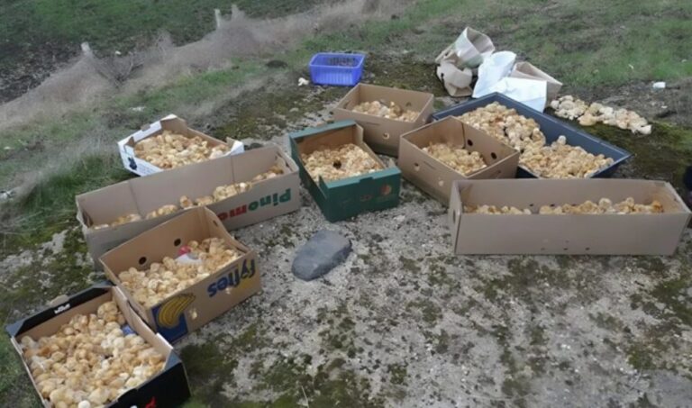 Petits oiseaux nouveau-nés abandonnés