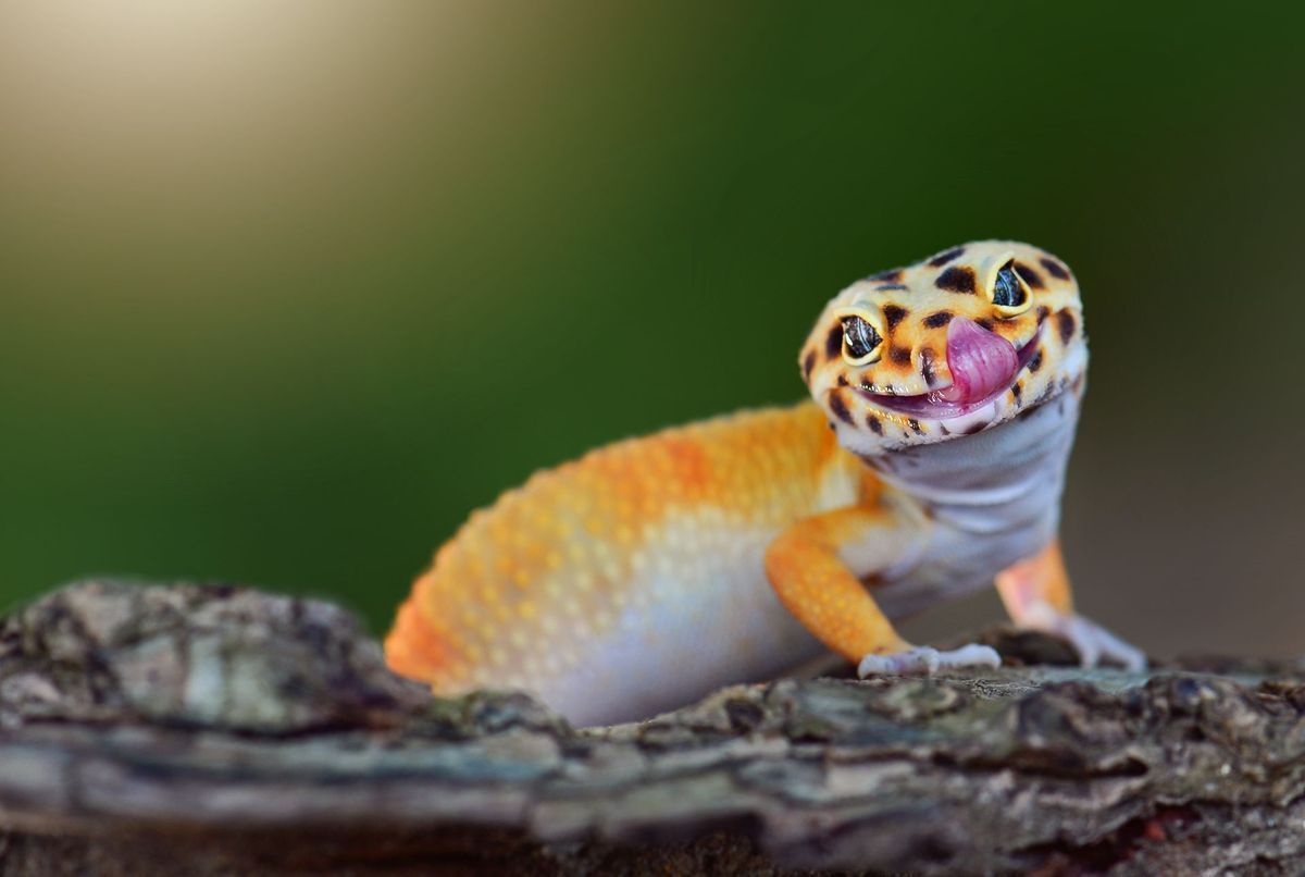 Deux geckos sur une branche