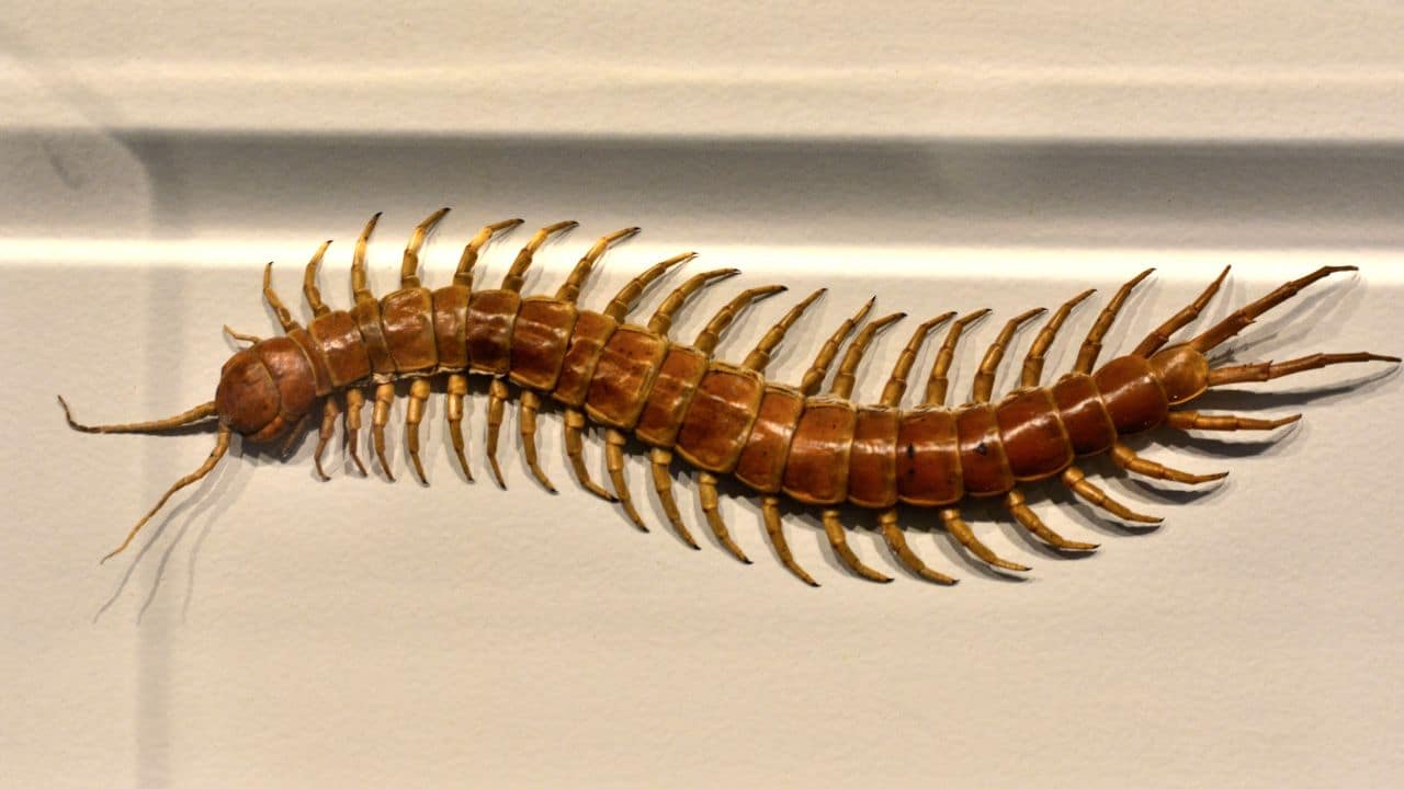Myriapode dans une salle humide