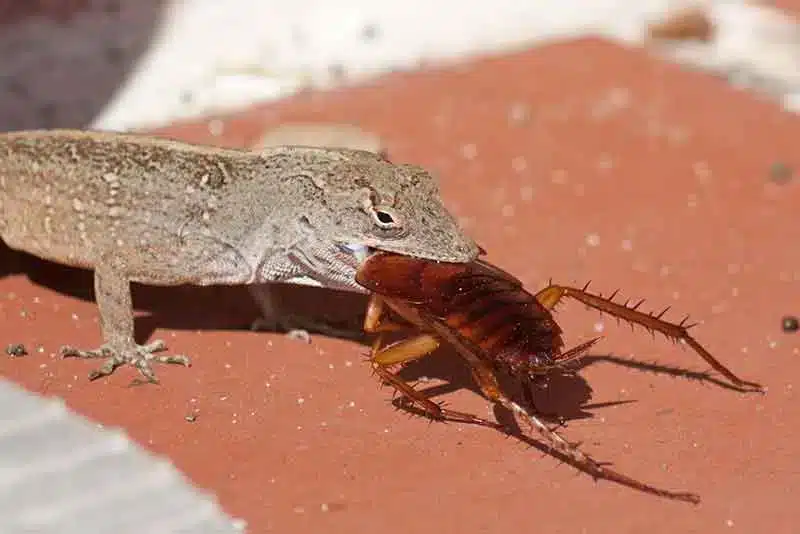 Lézard en train de capturer un cafard