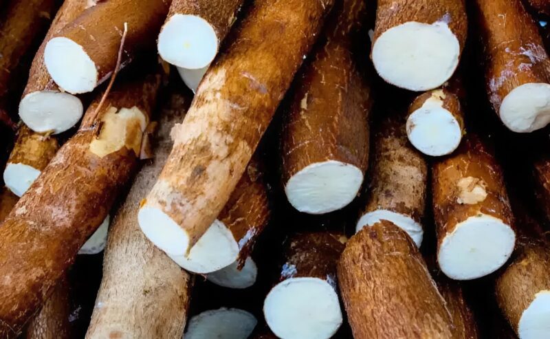 Champ de manioc