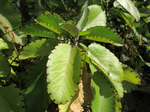 Feuilles de kalanchoé fraîches