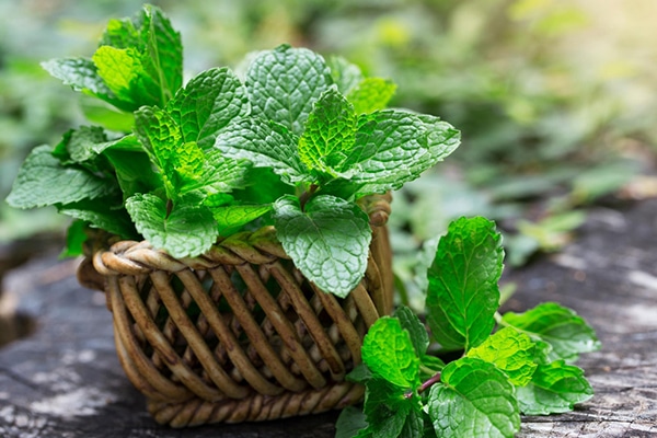Flacon d'huile essentielle de menthe poivrée