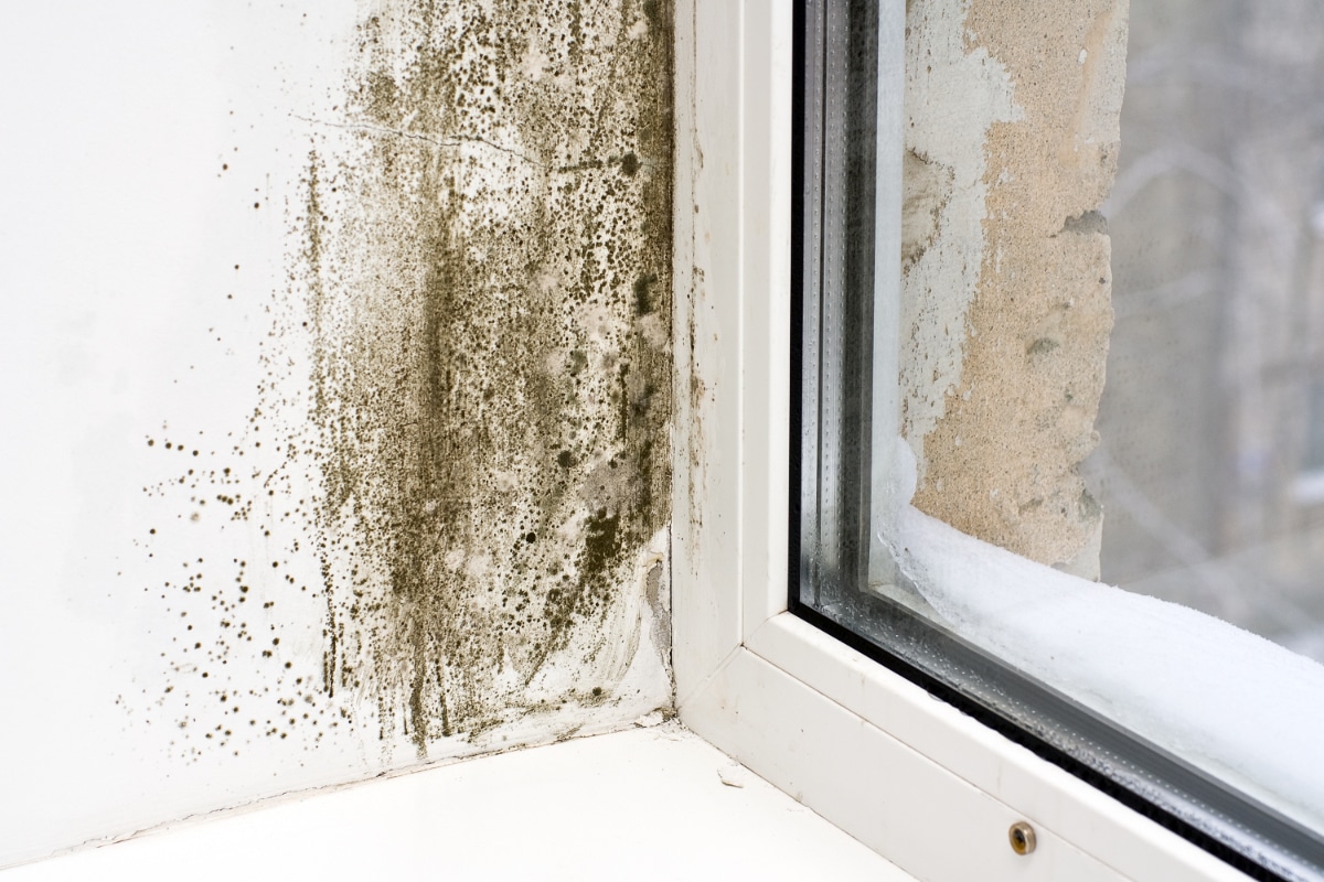 Taches de moisissure sur un mur