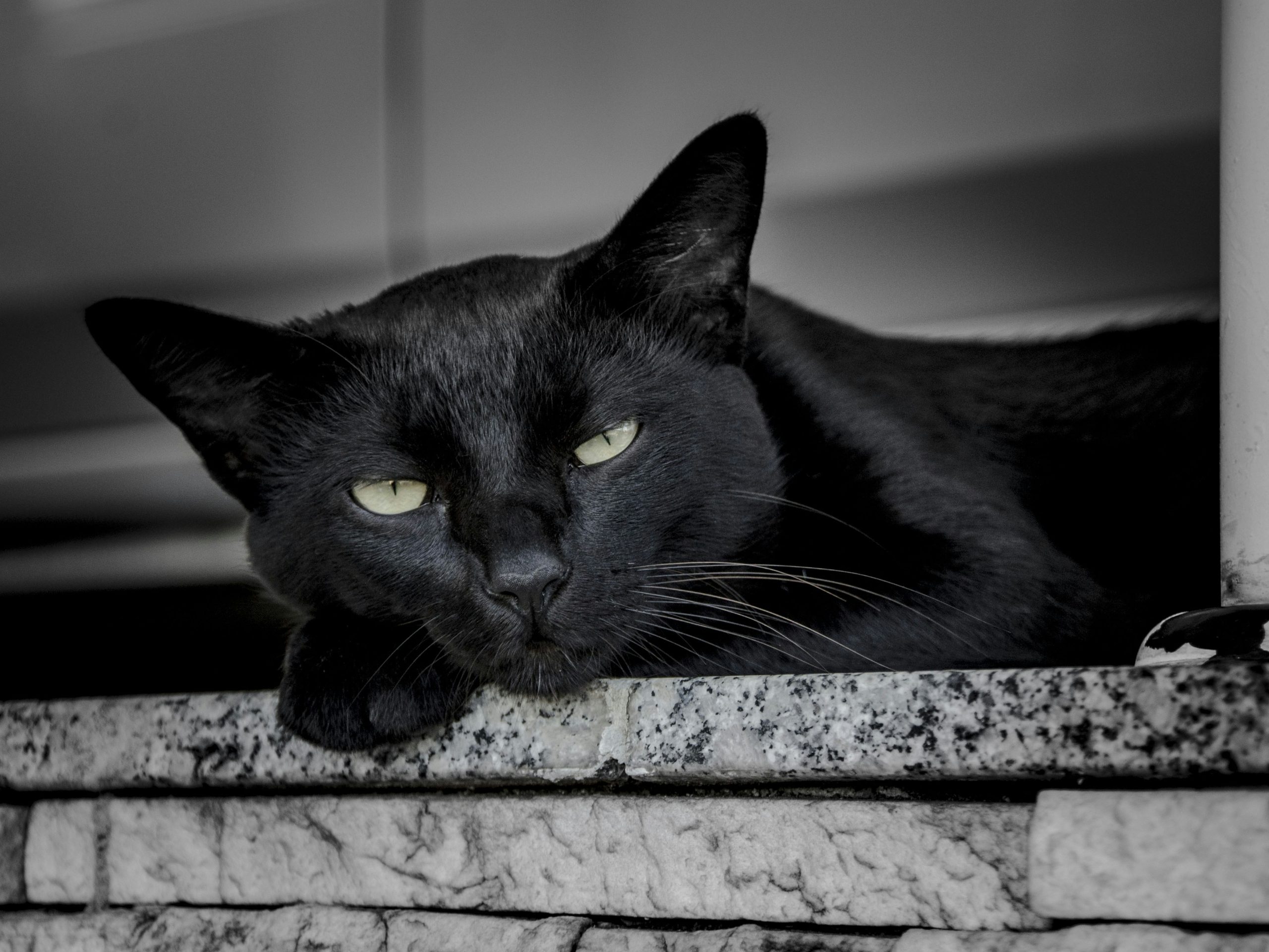Chat blotti contre son humain
