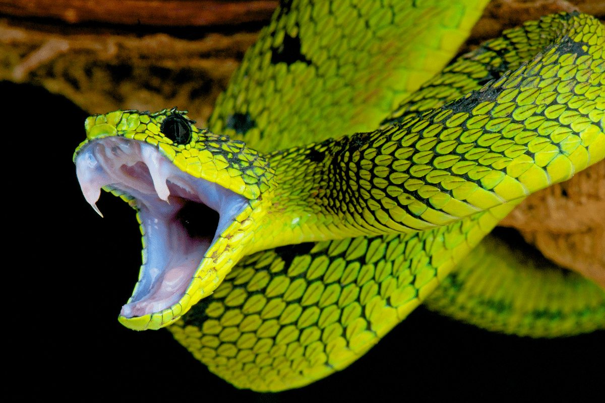 Reptile dans une habitation