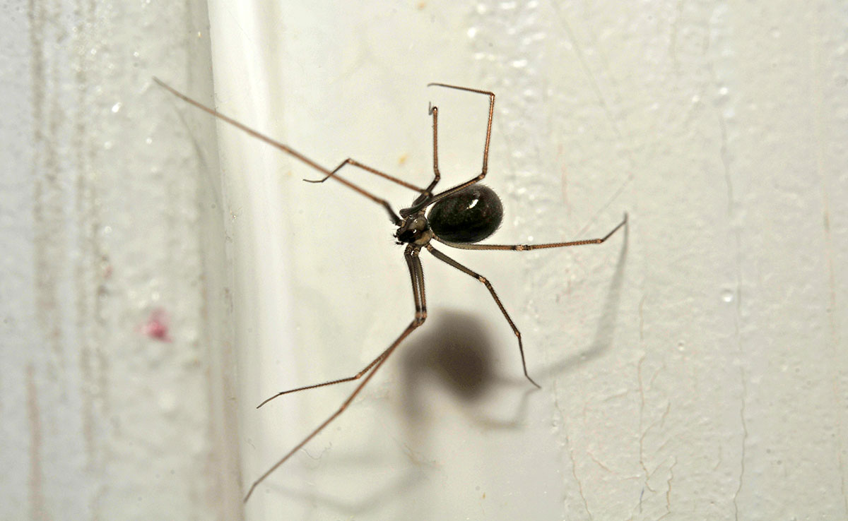 Araignée décision