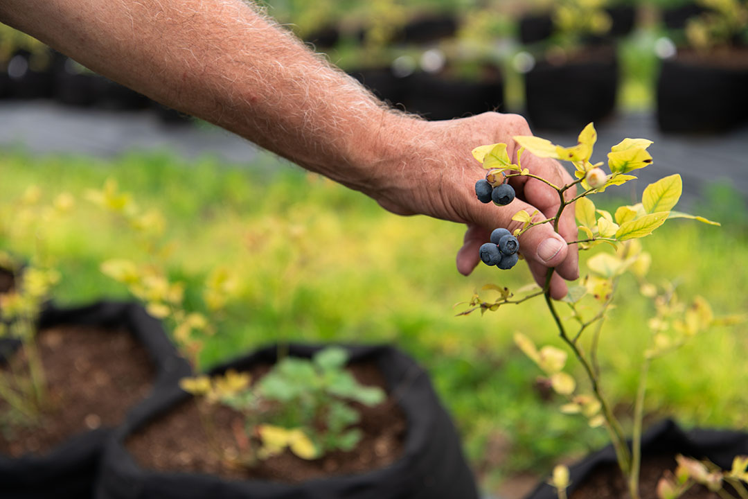 Jeunes plants de myrtillier