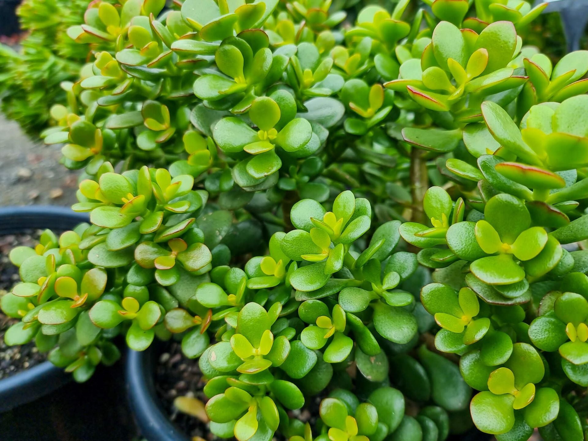 Petite crassula ovata en pot