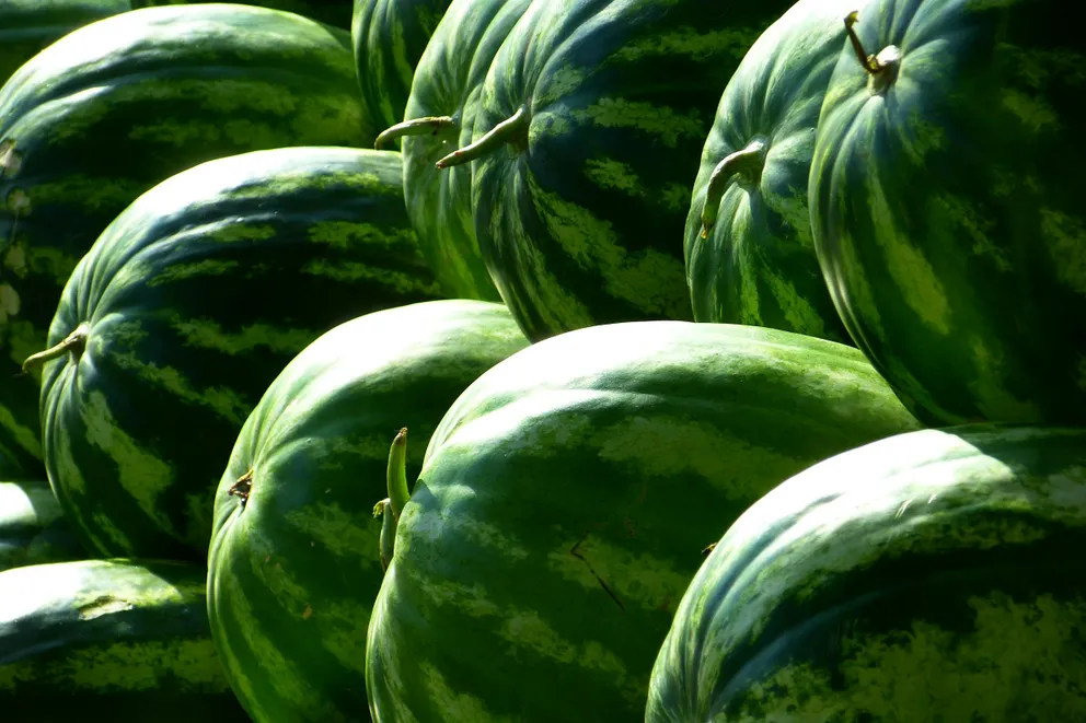 Pastèque comme symbole de grossesse