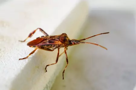 Punaise hématophage en gros plan
