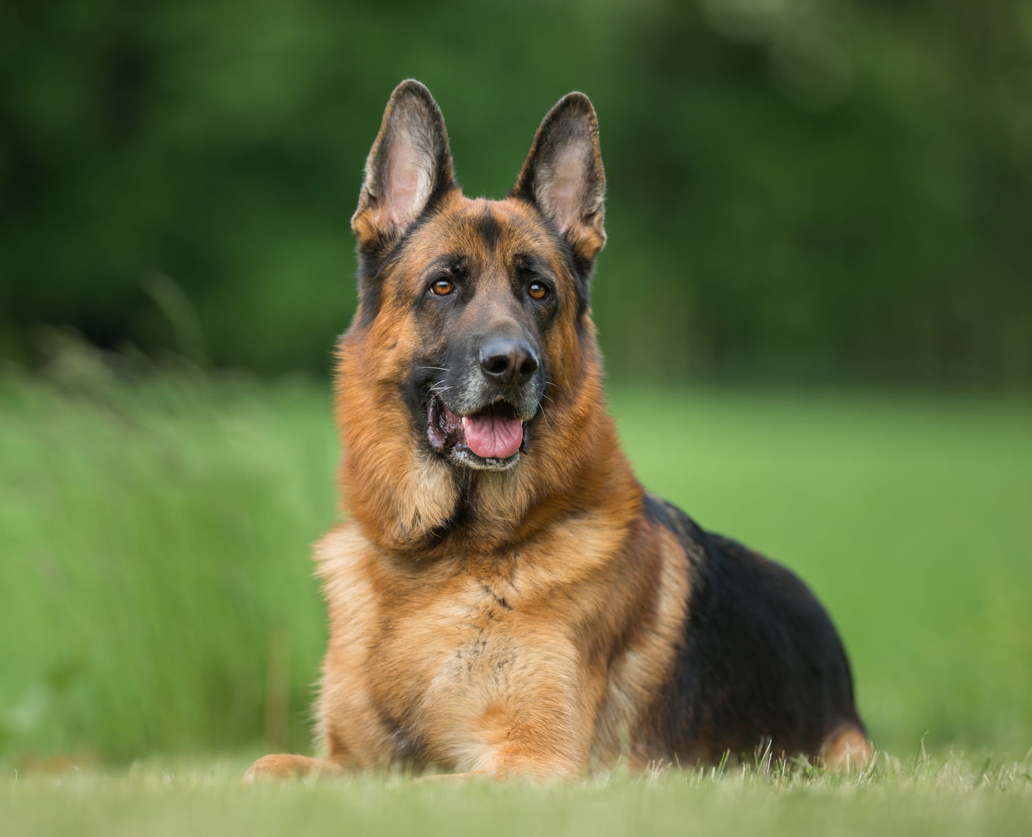 Berger allemand en position d'alerte