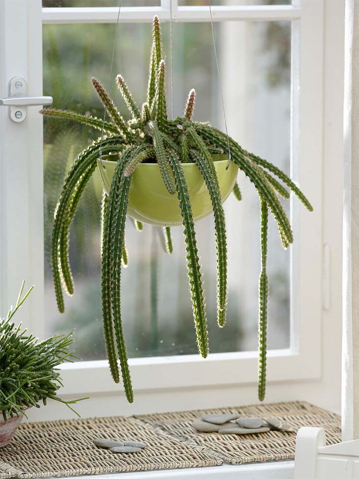Cactus serpent suspendu près d'une fenêtre ensoleillée