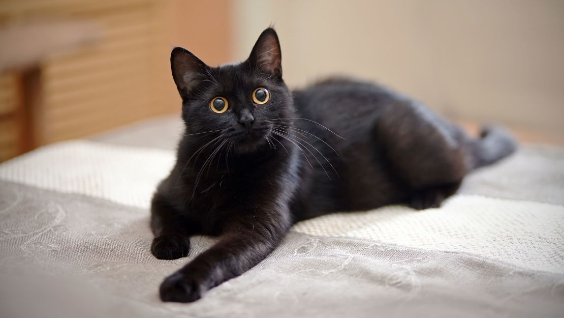 Chat noir dans un intérieur