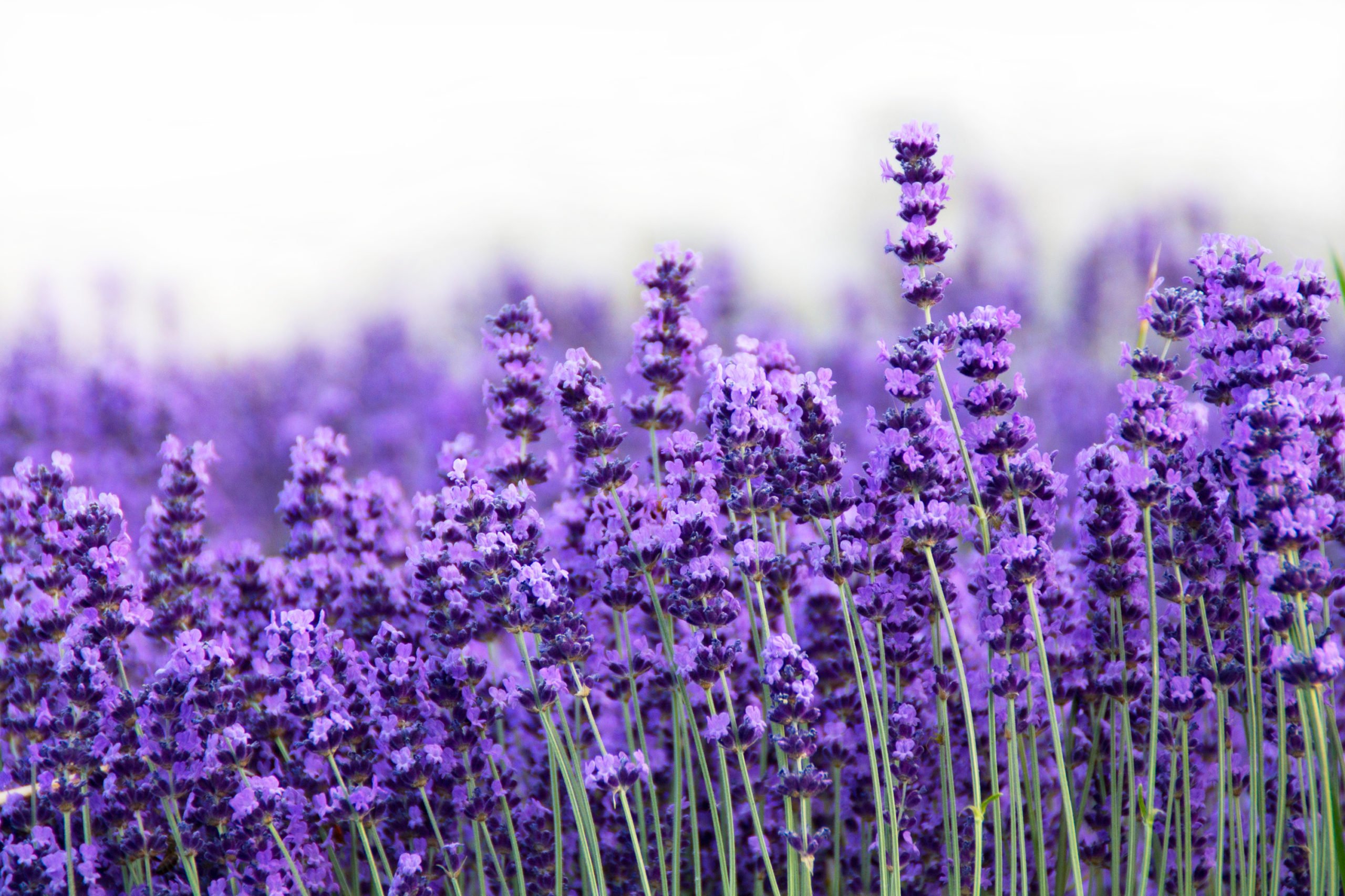 Bouquet de lavande fraîche