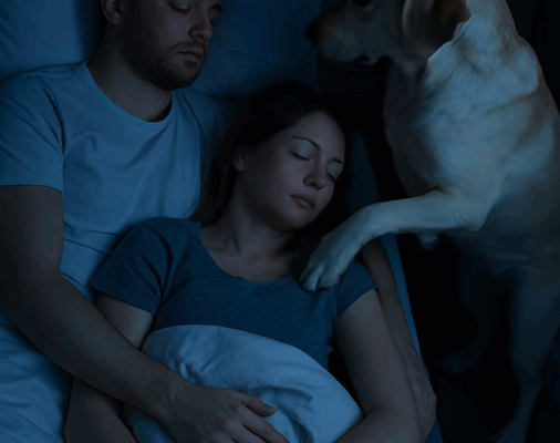 Chien labrador alertant ses maîtres