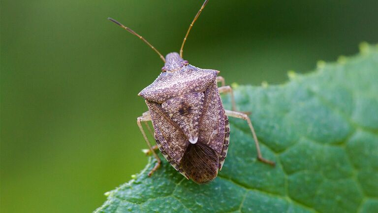 Punaise marbrée sur une feuille