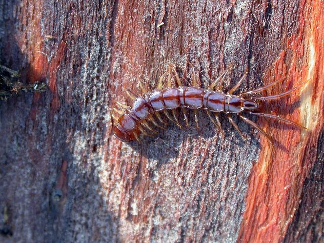 Gros plan sur un mille-pattes inoffensif dans un environnement naturel