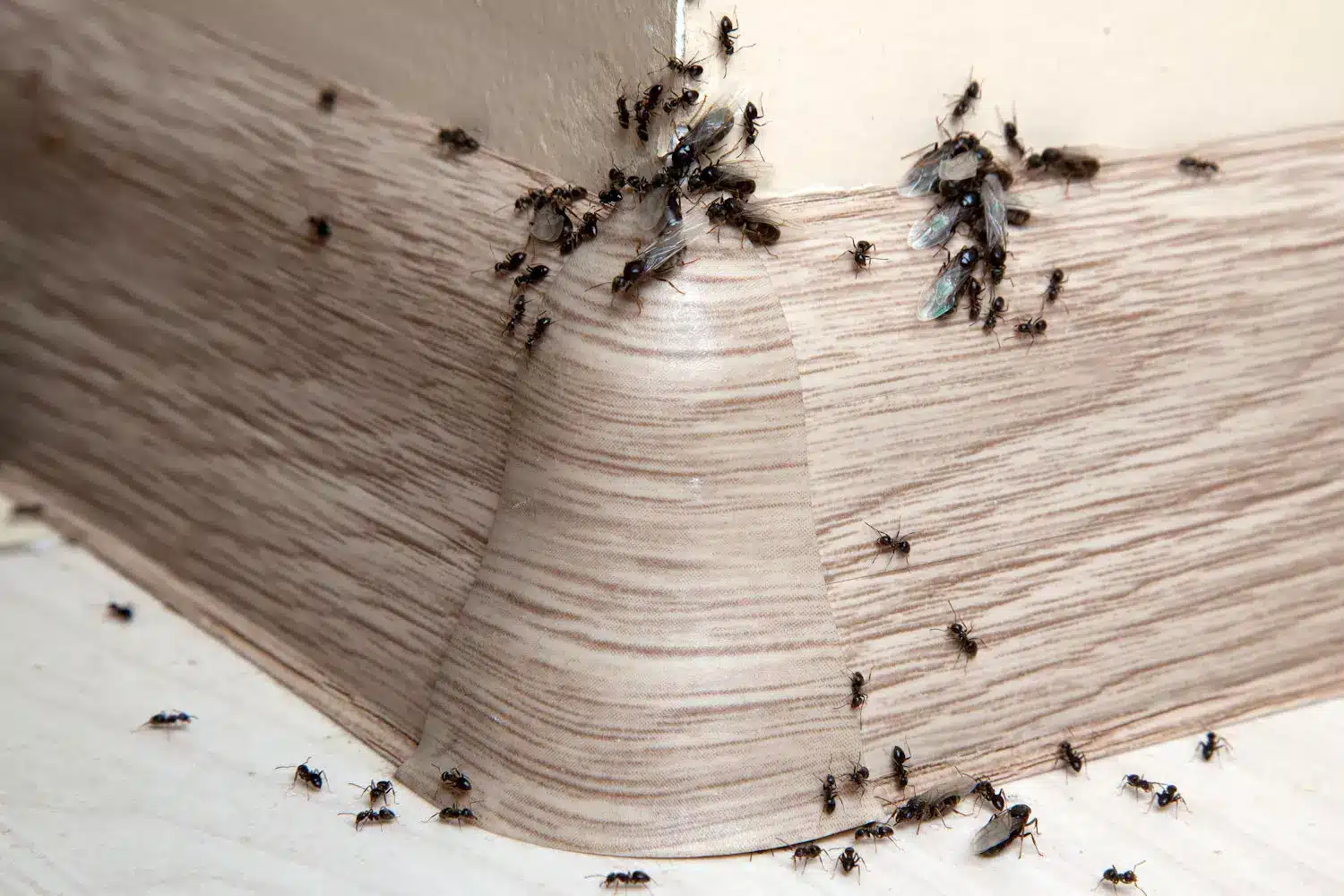 Fourmis cheminant le long d'un mur