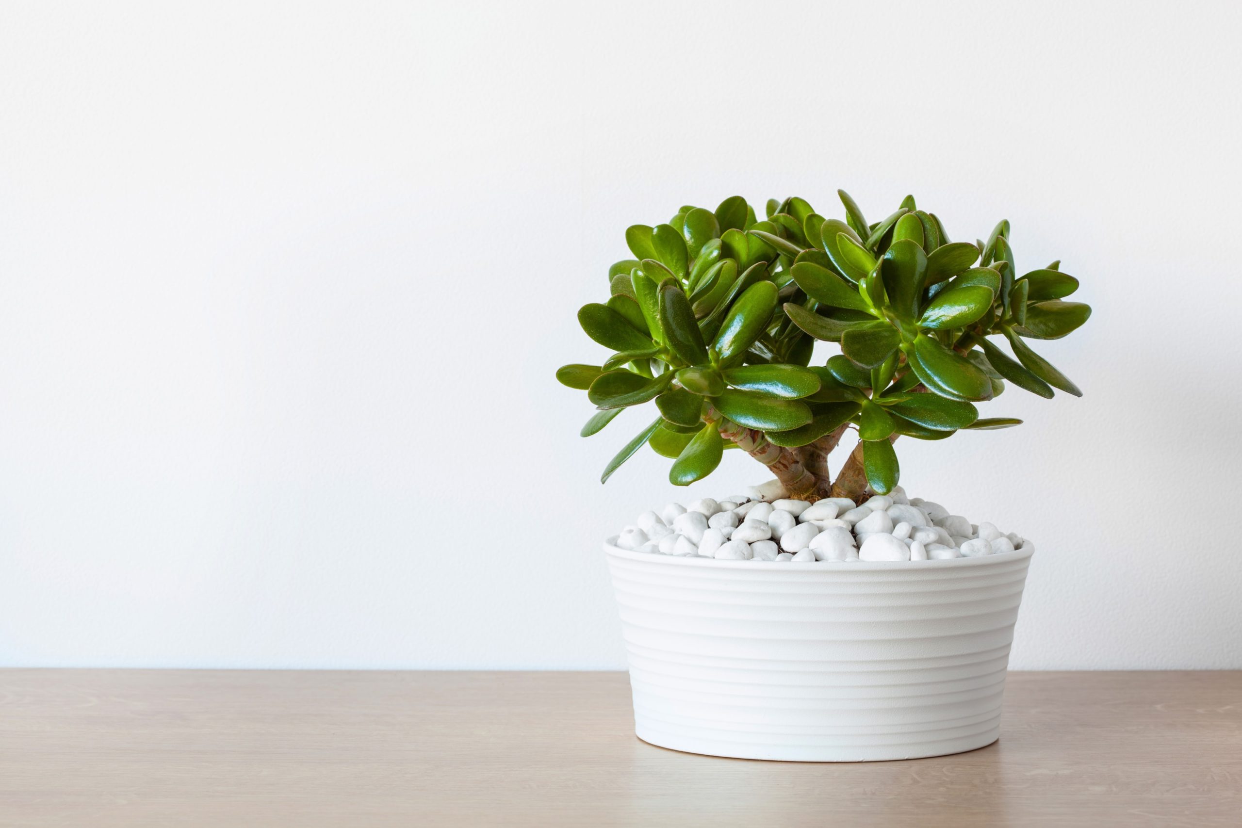 Crassula ovata ou arbre de jade en pot