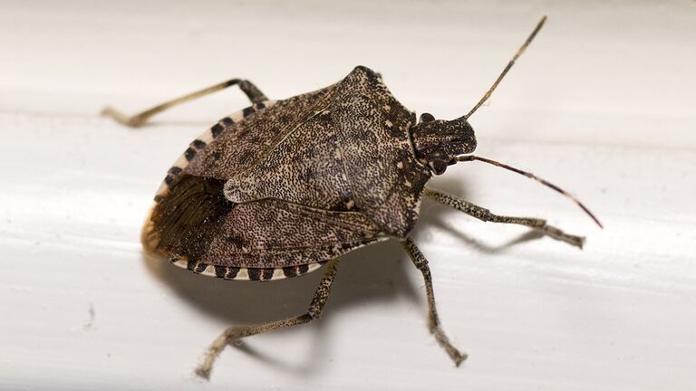 Méthode pour capturer une punaise