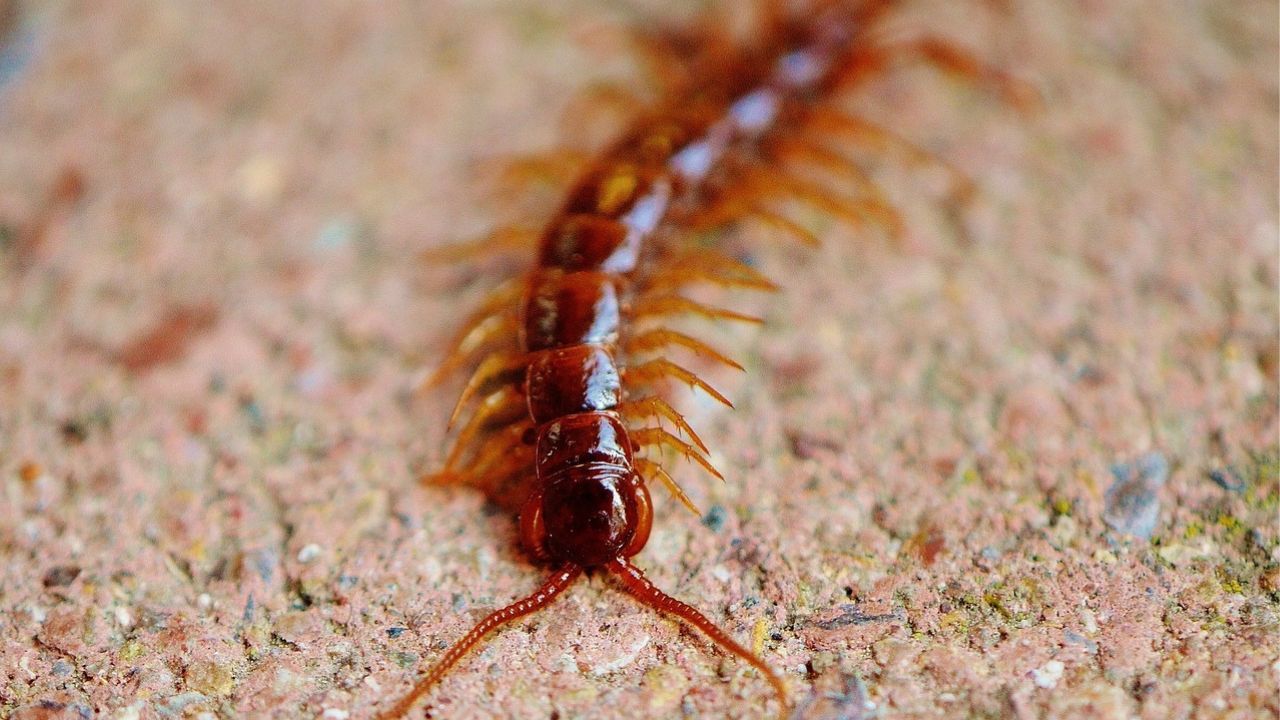 Illustration montrant des méthodes naturelles pour éloigner les mille-pattes