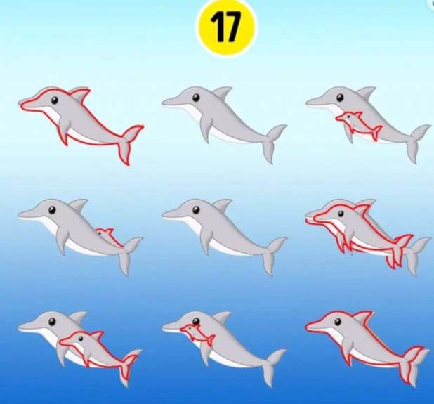 Réponse au défi des dauphins cachés